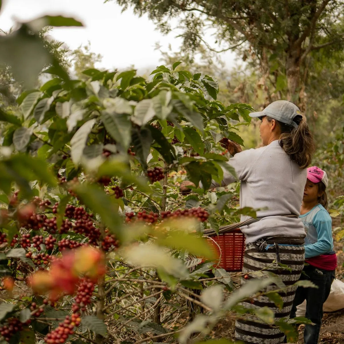 Why We Started Little Cove Coffee