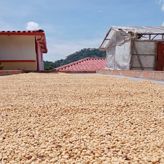 Brazil "Anahy" - Single Origin